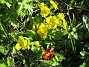 Primula  
  
2012-05-01 026