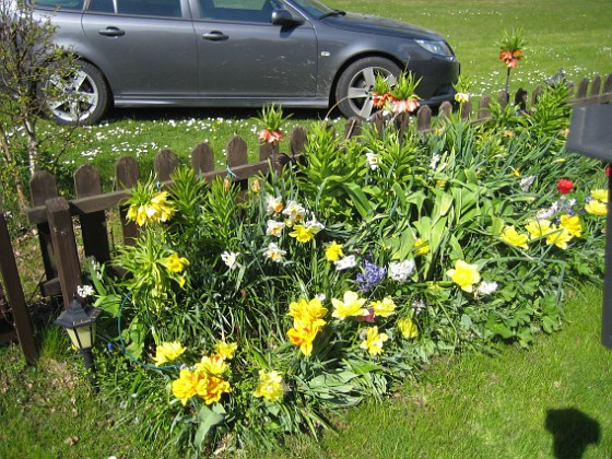 Tulpaner  
En vecka har gått, men jag har fortfarande kvar de här sena och dubbla tulpanerna.  
2012-05-06 001  
Granudden  
Färjestaden  
Öland