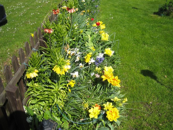 De pasar väldigt bra i förgrunden och i bakgrunden finns det fortfarande kejsarkronor.  
2012-05-06 002  
Granudden  
Färjestaden  
Öland