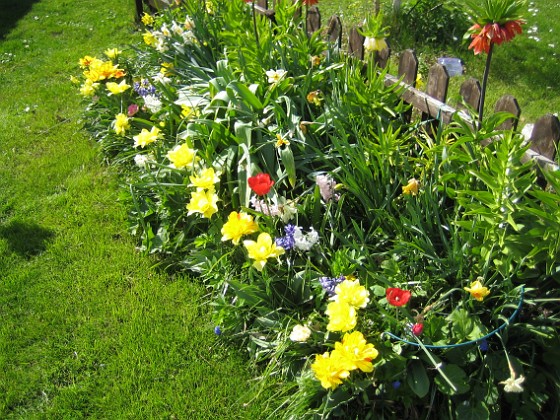 Staket, Vänster  
Den här rabatten ser verkligen välplanerad ut.  
2012-05-06 018  
Granudden  
Färjestaden  
Öland