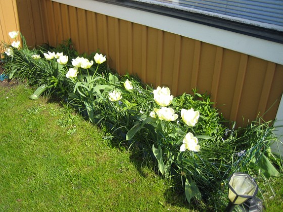 Vinkeln 
Här växer vackra vita Tulpaner. Här sitter egentligen tre olika sorter men i år har jag bara sett de vita. Det är tulpaner som blommar med flera blommor på varje planta.