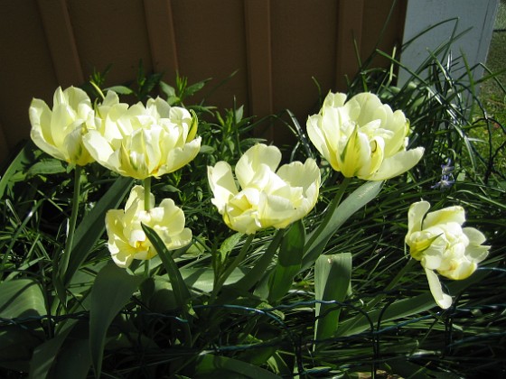 Tulpaner 
Det är lite vitt och även grönt inuti blommora.