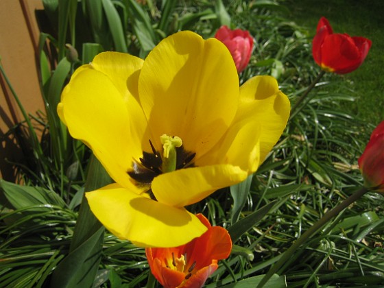 Tulpaner  
Det finn nu bara några ensaka individer kvar.  
2012-05-06 026  
Granudden  
Färjestaden  
Öland