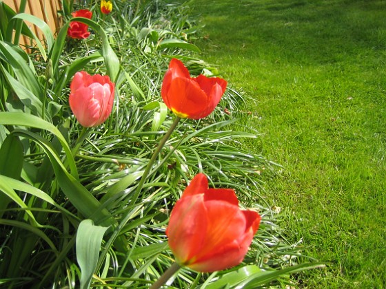 Tulpaner  
  
2012-05-06 028  
Granudden  
Färjestaden  
Öland