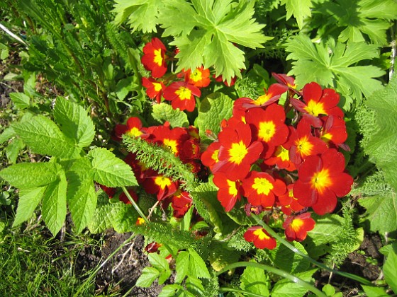 Primula 
