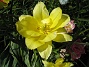 Här har jag hittat en blomma i extra fint ljus. (2012-05-06 014)