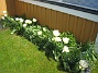 Här växer vackra vita Tulpaner. Här sitter egentligen tre olika sorter men i år har jag bara sett de vita. Det är tulpaner som blommar med flera blommor på varje planta. (2012-05-06 020)