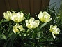 Tulpaner  
Det är lite vitt och även grönt inuti blommora.  
2012-05-06 021