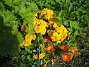 Primula  
Och efter en vecka så har jag fortfarande blommor på dessa vackra Primula.  
2012-05-06 035