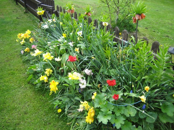 Tulpaner { Som synes så blommar tulpanerna fortfarande, tillsammans med narcisserna. Kejsarkronorna däremot sjunger på sista versen. } 