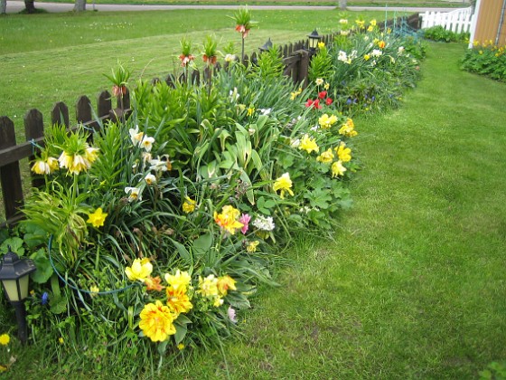 Tulpaner  
Trädgården är egentligen vackrast på våren.  
2012-05-11 004  
Granudden  
Färjestaden  
Öland