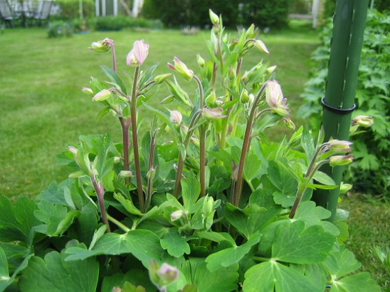 Akleja 
Blommorna har inte riktigt slagit ut ännu.