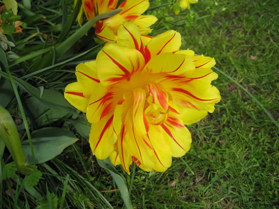 Tulpan  
Detta är tredje veckan i rad som jag tar blommor på dessa oerhört vackra tulpaner.  
2012-05-11 007  
Granudden  
Färjestaden  
Öland