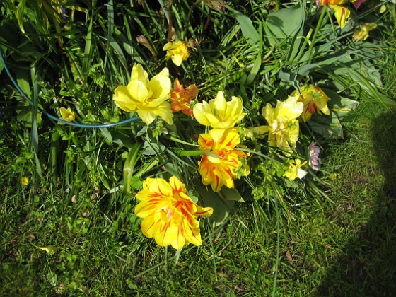 Tulpaner  
  
2012-05-11 008  
Granudden  
Färjestaden  
Öland