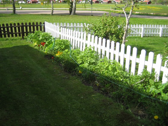 Granudden 
Nu börjar de andra perennerna komma upp på bakgården.