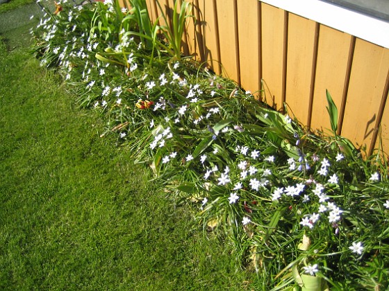 Morgonstjärna 
Men det är tur att man har något som blommar, när tulpanerna har gjort sitt.