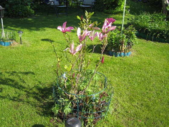 Magnolia 
Här är min alldeles nysatta Magnolia. Den är något tilltufsad efter biltransporten från Ölands Plantskola.