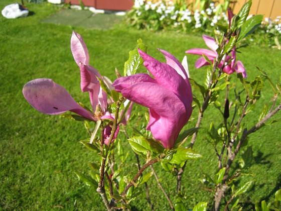 Magnolia { De här blommorna ser lite lätt tilltufsade ut. } 