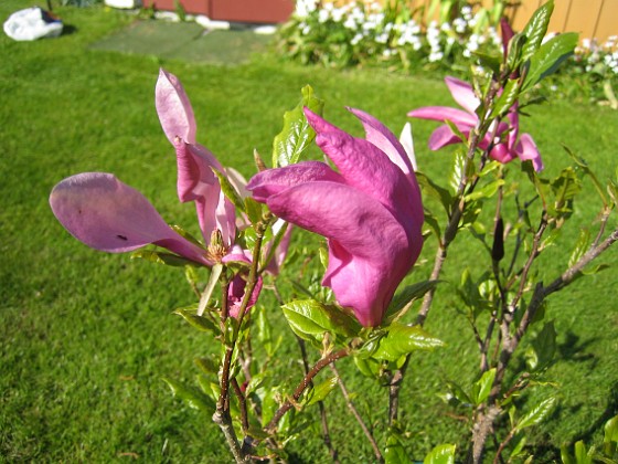 Magnolia  
De här blommorna ser lite lätt tilltufsade ut.  
2012-05-20 IMG_0009  
Granudden  
Färjestaden  
Öland