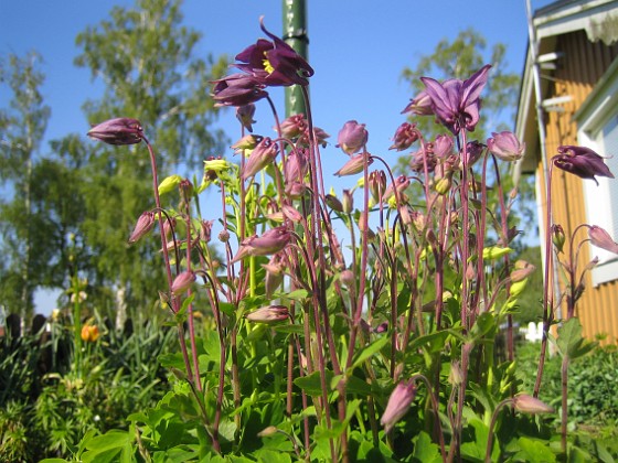 Akleja 
Här ligger jag ner och föröker få blå himmel som bakgrund till de lila blommorna.