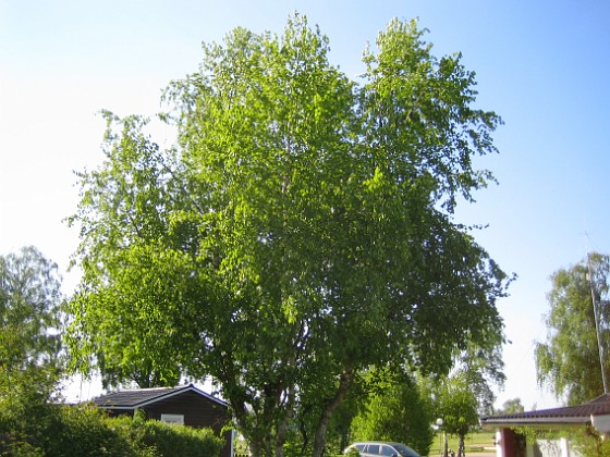 Granudden 
Den här bjorken måste klippas radikalt.