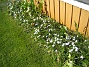 Men det är tur att man har något som blommar, när tulpanerna har gjort sitt. (2012-05-20 IMG_0003)