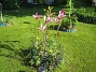 Här är min alldeles nysatta Magnolia. Den är något tilltufsad efter biltransporten från Ölands Plantskola. (2012-05-20 IMG_0007)
