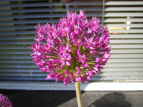 Allium { Dessa bollar består egentligen av massor av små blommor. } 