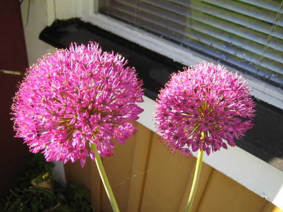 Allium 
