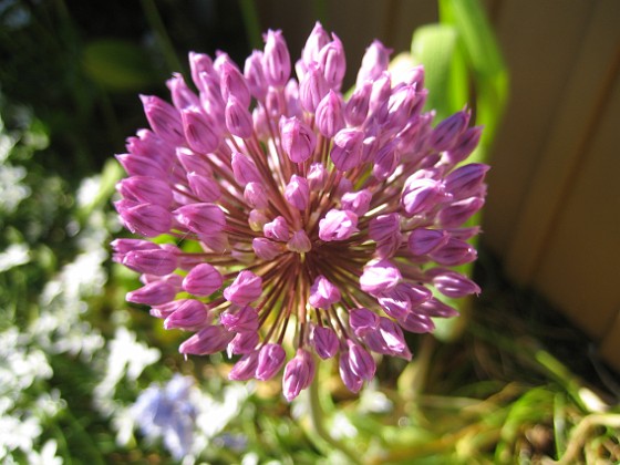 Allium 
