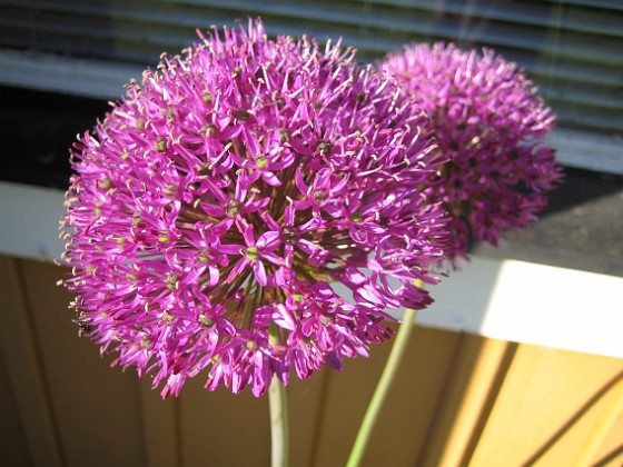 Allium {  } 