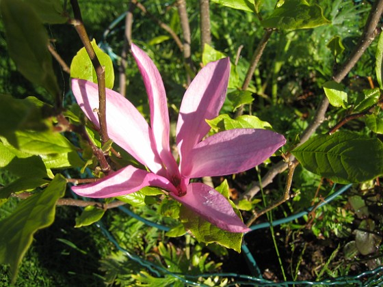 Magnolia  
  
2012-05-27 IMG_0017  
Granudden  
Färjestaden  
Öland