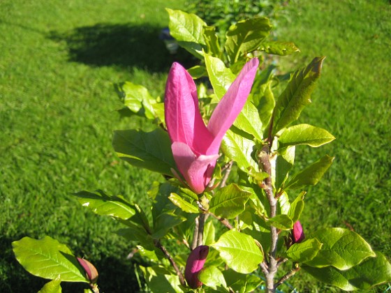 Magnolia  
  
2012-05-27 IMG_0018  
Granudden  
Färjestaden  
Öland