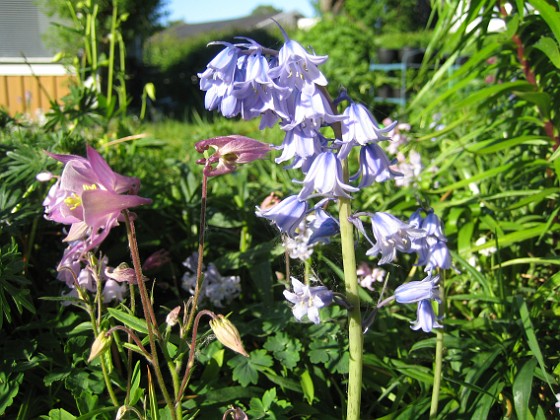 IMG_0020 
Här under björken så har jag lyckats få både klockhyacint och akleja.