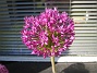 Allium  
Dessa bollar bestr egentligen av massor av sm blommor.  
2012-05-27 IMG_0005