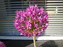 Allium