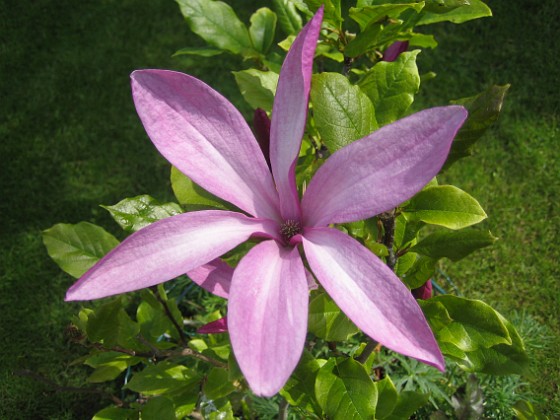 Magnolia { De blommor som fanns på busken när jag köpte den har nu vissnat och här har jag alltså nya och friska blommor. De sprider en underbar doft. } 