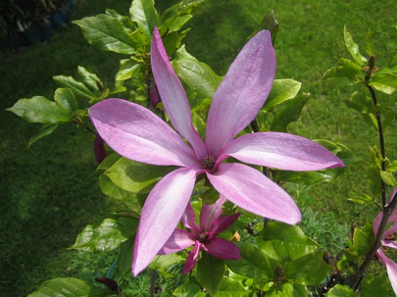 Magnolia