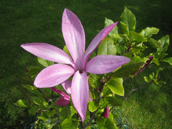 Magnolia { De här blommorna dyker tydligen upp tidigt och de blommar på bar kvist. } 