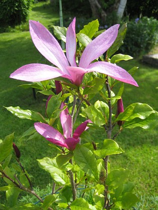 Magnolia { Det är nästan svårt att tro att det här är ett foto. Det ser mera ut som ett litet konstverk. } 