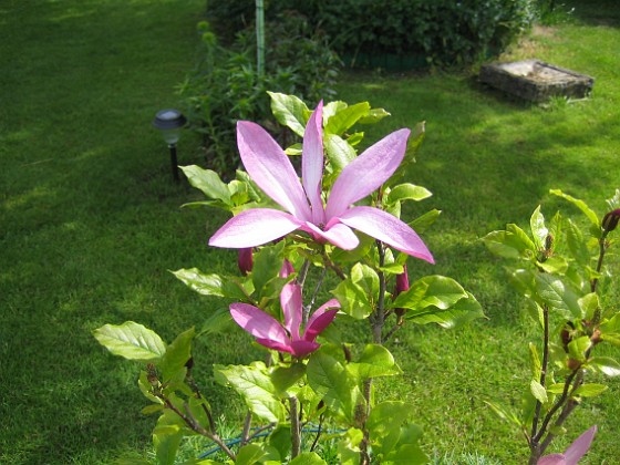 Magnolia  
  
2012-05-28 IMG_0005  
Granudden  
Färjestaden  
Öland