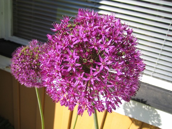 Allium