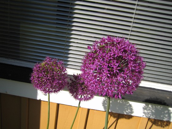 Allium