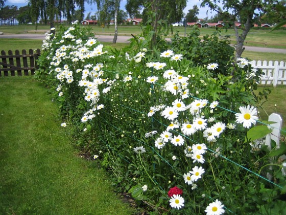 Prästkrage  
  
2012-06-12 IMG_0005  
Granudden  
Färjestaden  
Öland