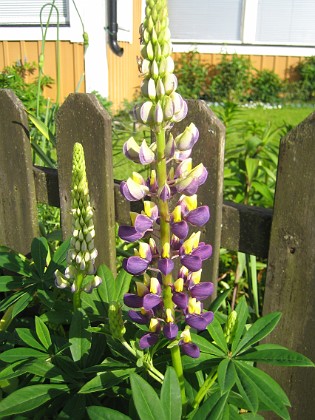 Lupin  
  
2012-06-12 IMG_0037  
Granudden  
Färjestaden  
Öland