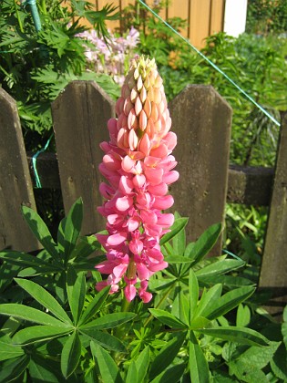 Lupin  
  
2012-06-12 IMG_0038  
Granudden  
Färjestaden  
Öland