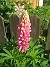 Lupin  
  
2012-06-12 IMG_0038