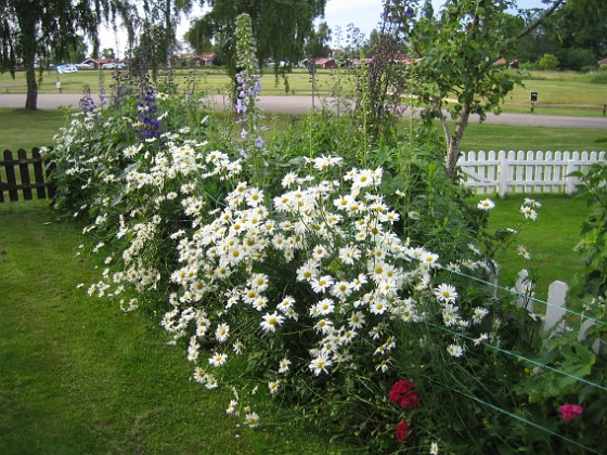 Prästkrage  
  
2012-06-29 IMG_0034  
Granudden  
Färjestaden  
Öland