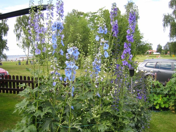 Trädgårdsriddarsporre {  } 