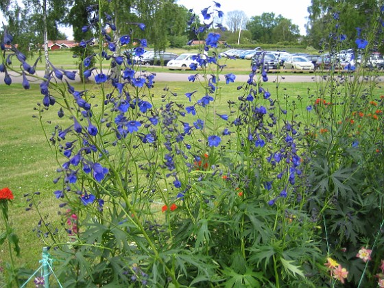 Praktriddarsporre  
Praktriddarsporre  
2012-07-02 IMG_0026  
Granudden  
Färjestaden  
Öland